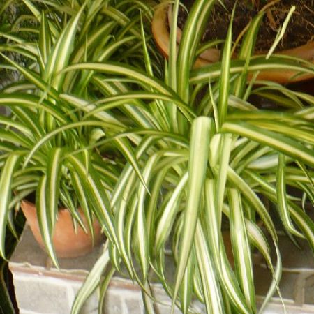 Plante de apartament - Chlorophytum comosum